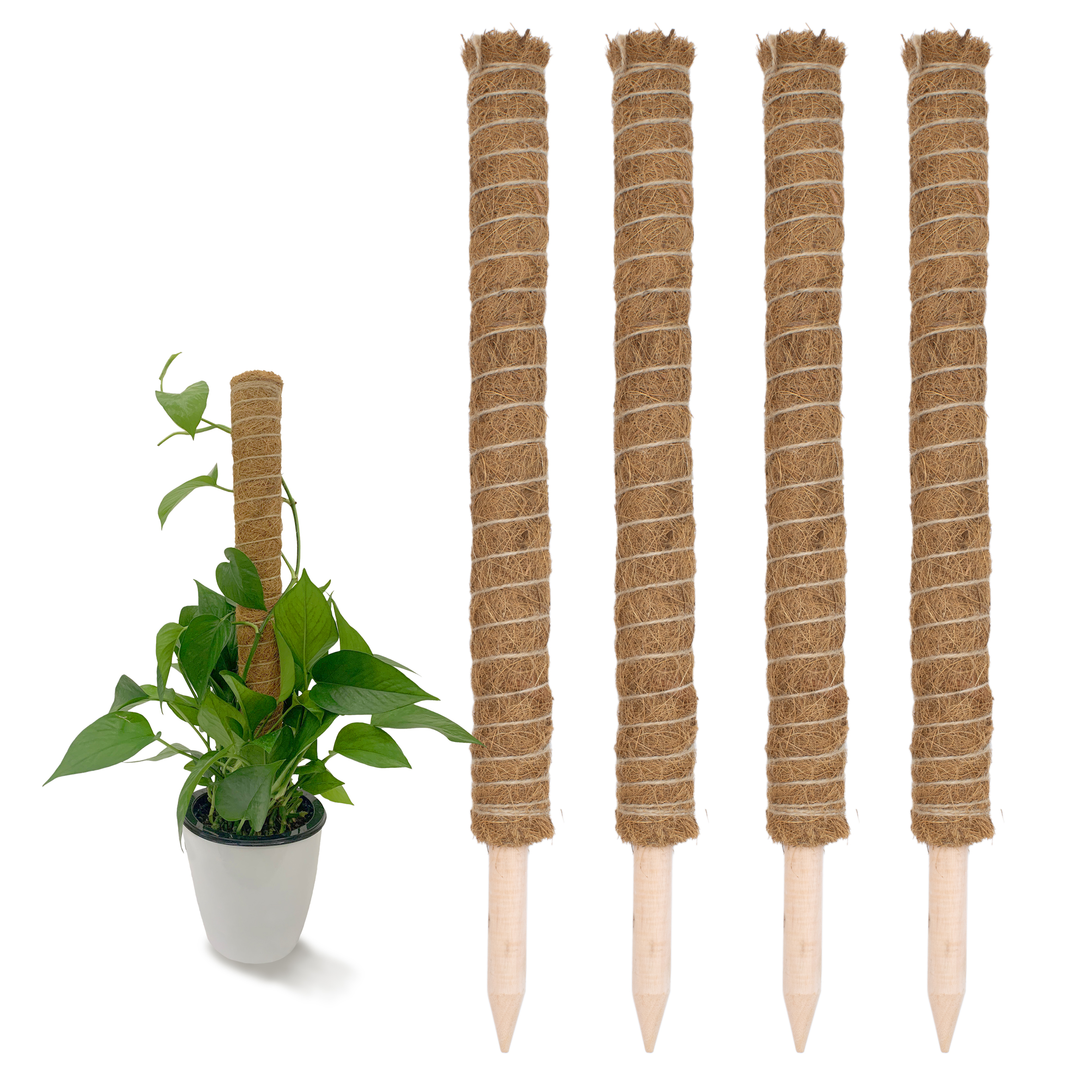 Kokos Rankstab 60 cm natur - 4 Stück - Pflanzstab für Zimmerpflanzen