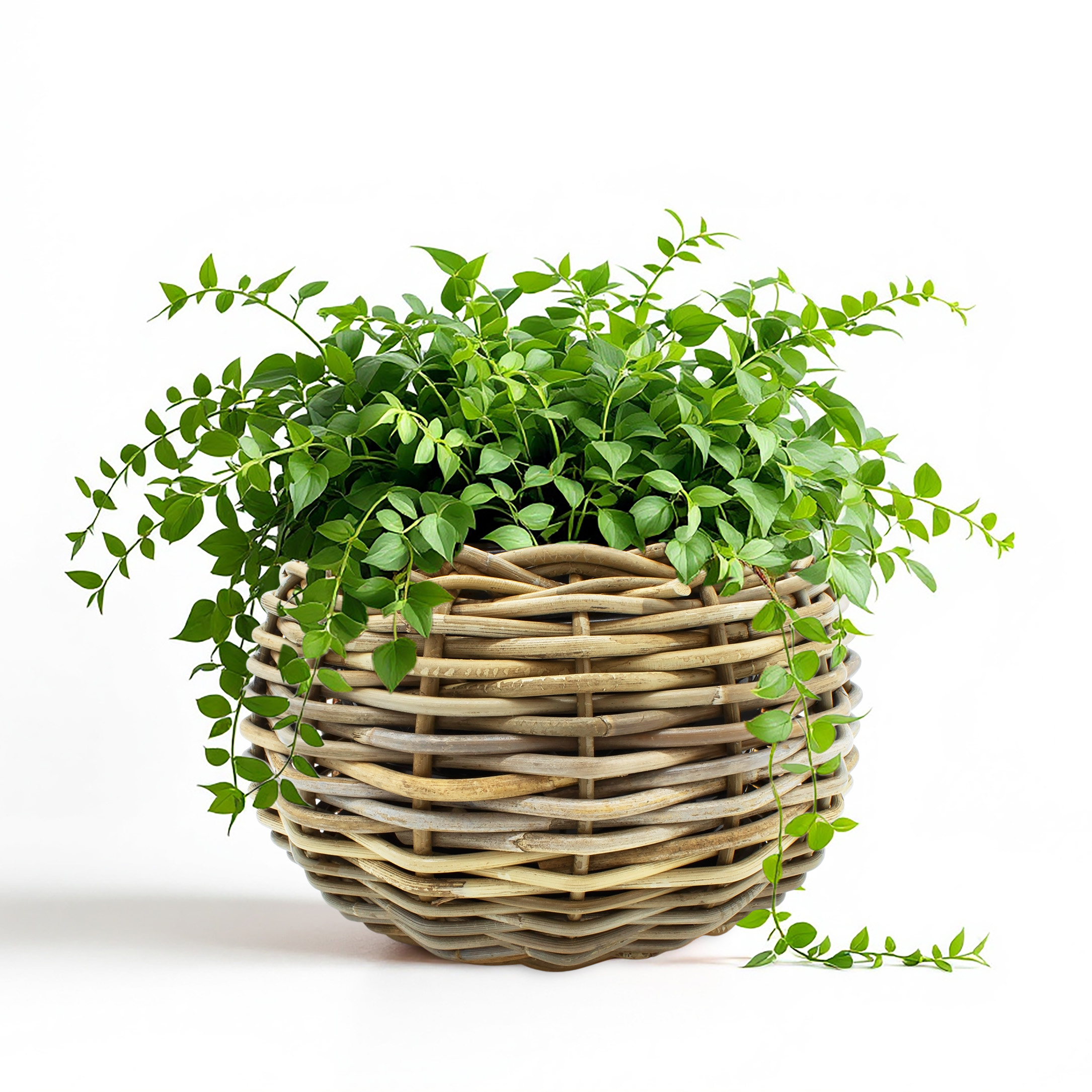 Rattan Pflanztopf mit Kunststoff Einsatz - 29 x 19 cm - Garten Deko Blumenkorb shabby natur