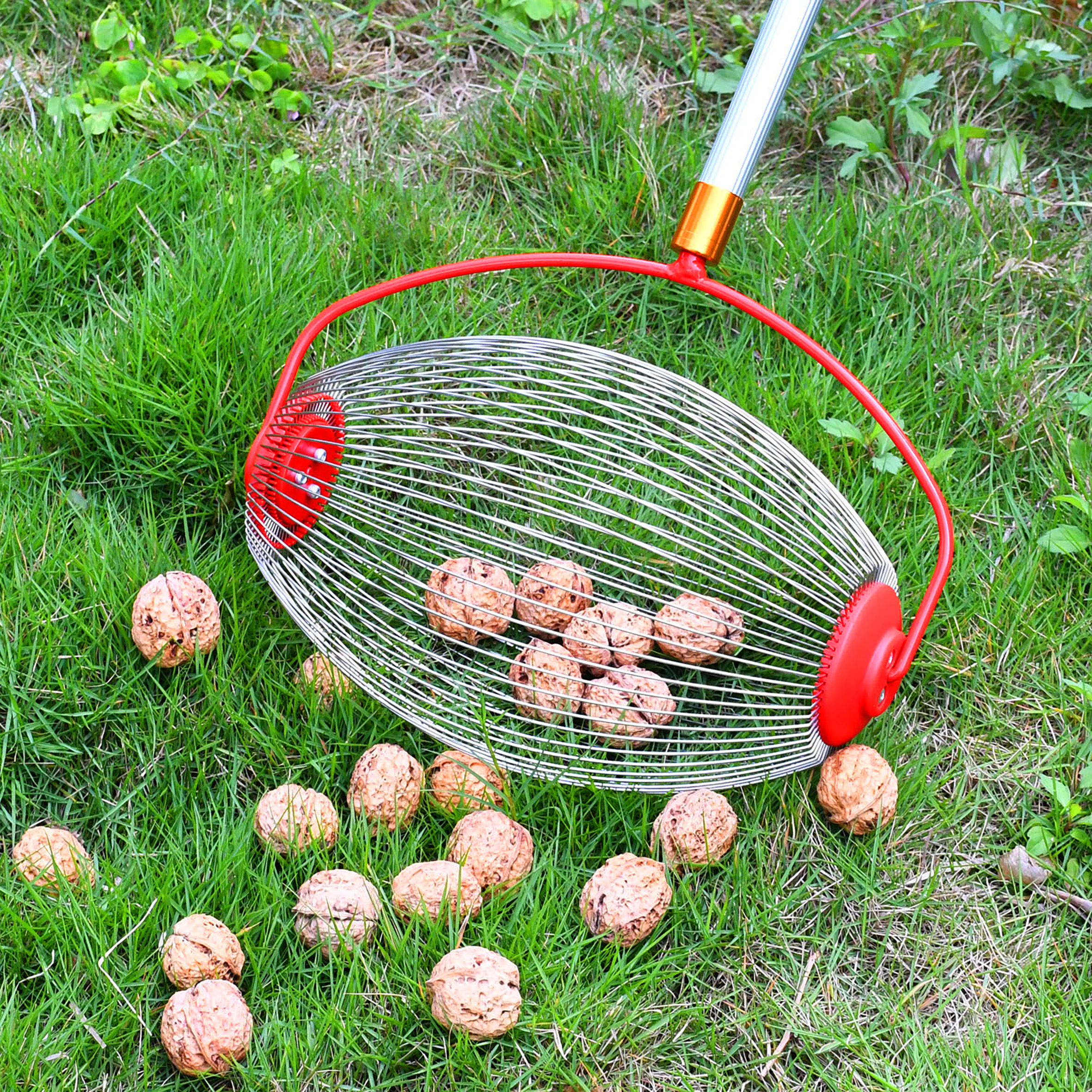 Rollsammler mit Alu Teleskopstiel für Nüsse und Obst - ausziehbar bis 120 cm - Nusssammler mit großem Erntekorb und Teleskopstange