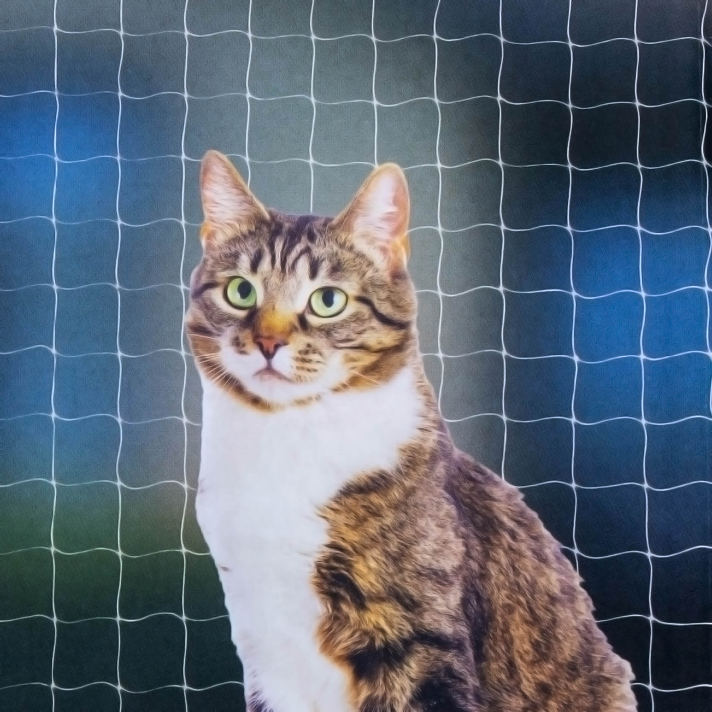Katzen Sicherheitsnetz hochfest für Balkon und Fenster - 8 x 3 m - Universal Schutznetz weiß ohne Sichteinschränkung