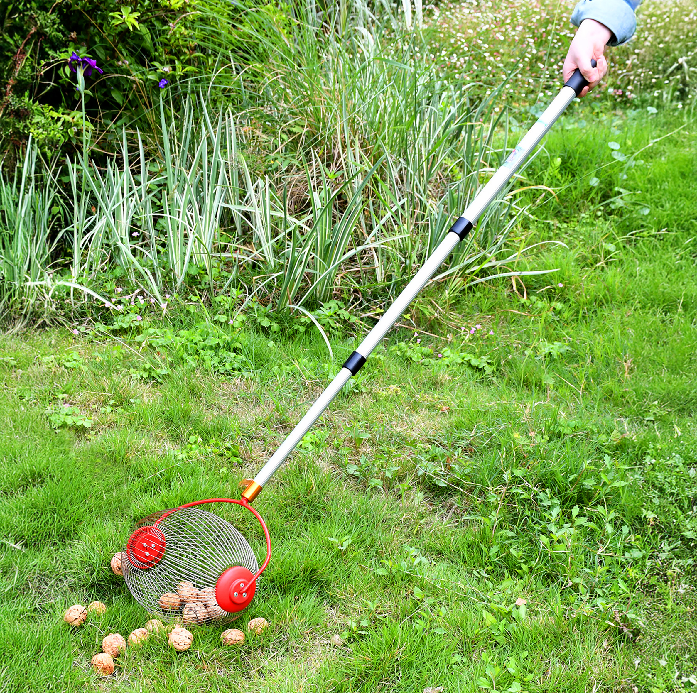 Rollsammler mit Alu Teleskopstiel für Nüsse und Obst - ausziehbar bis 120 cm - Nusssammler mit großem Erntekorb und Teleskopstange