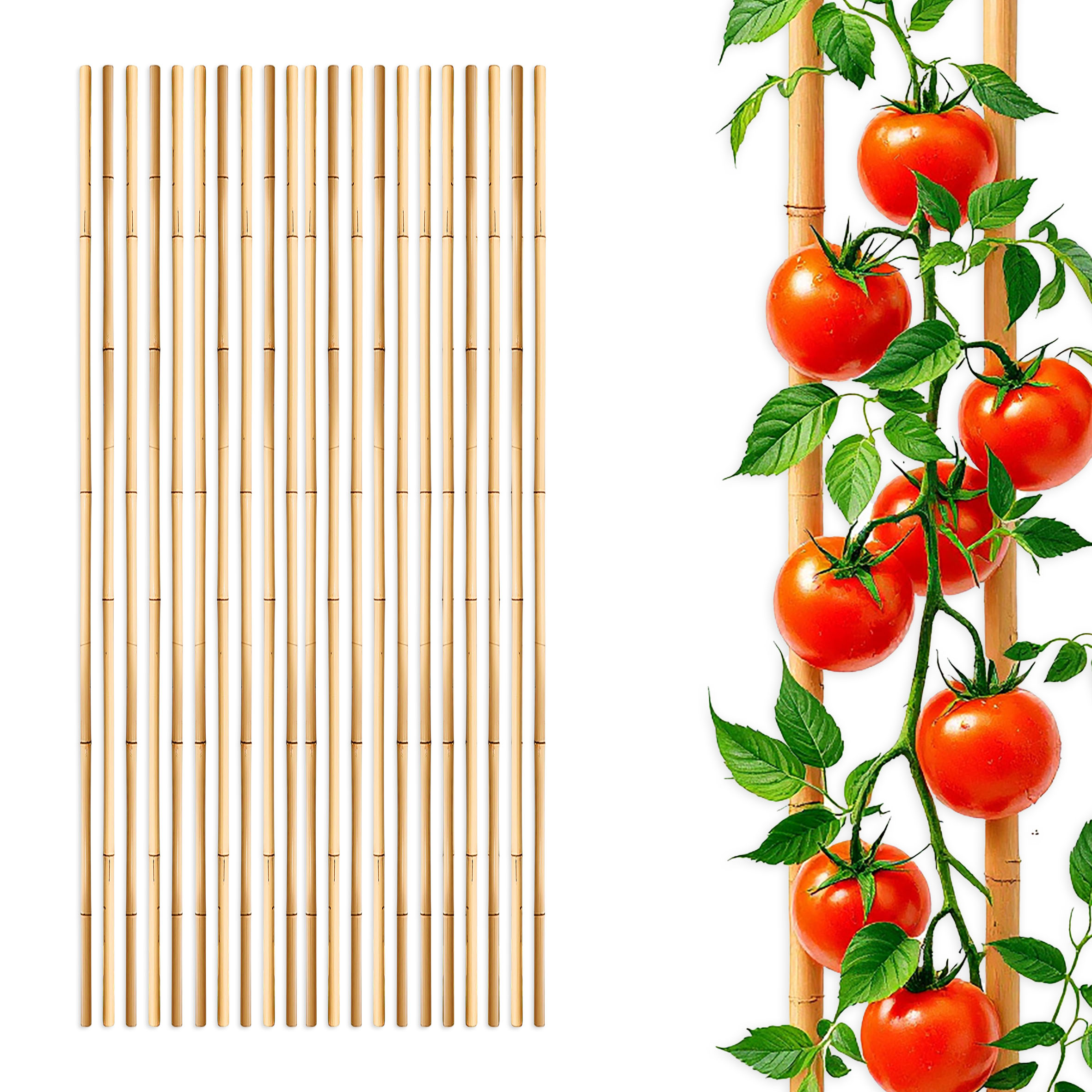 Bambus Pflanzstab für Rankgewächs 105 cm Länge - 20 Stück - Bambusstab Rankhilfe für Tomatenpflanzen