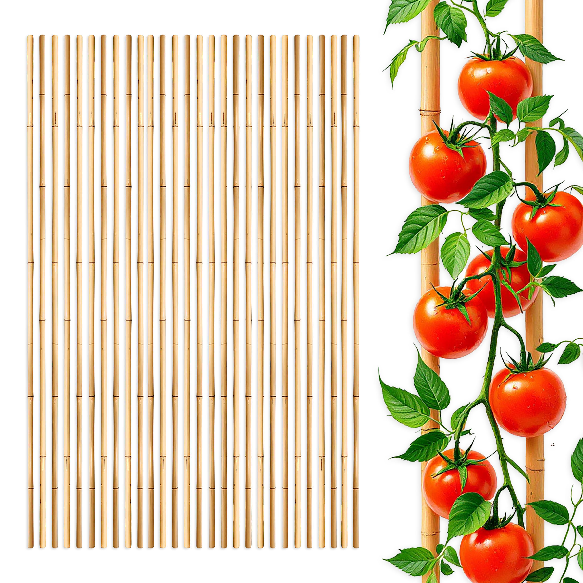 Bambus Pflanzstab für Rankgewächs 105 cm Länge - 30 Stück - Bambusstab Rankhilfe für Tomatenpflanzen