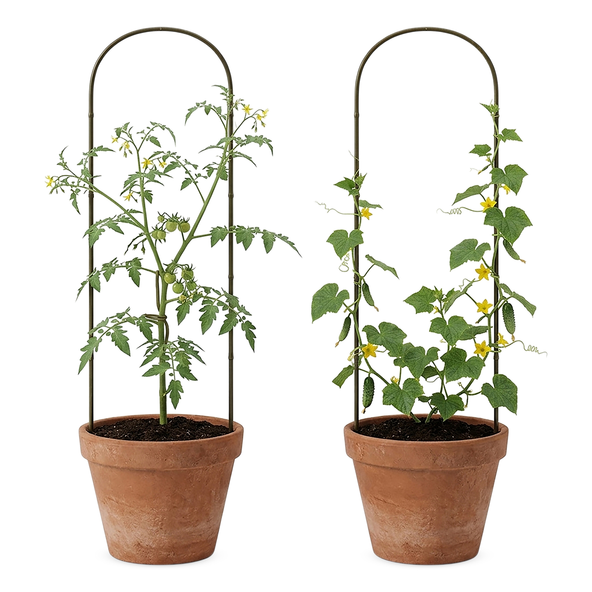 Bambus Pflanzenstütze 75 x 20 cm natur - 6er Set - Holzbogen Kletterhilfe für Rankpflanzen